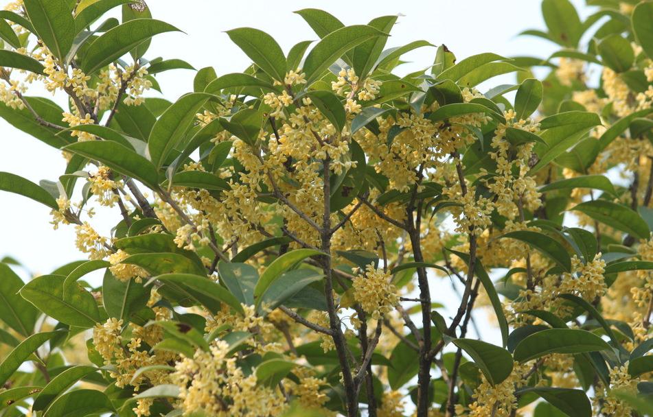 全南县彩桂芳香产业专业合作社